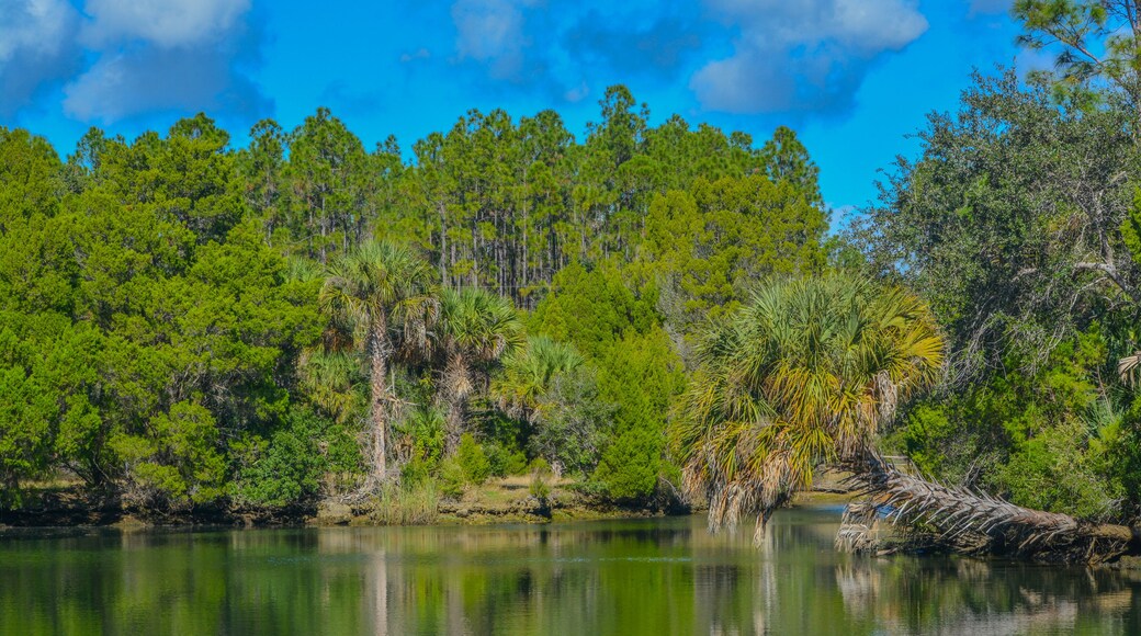 Crystal River has natural springs feeding it. Crystal River Preserve State Park is in Citrus County, Florida