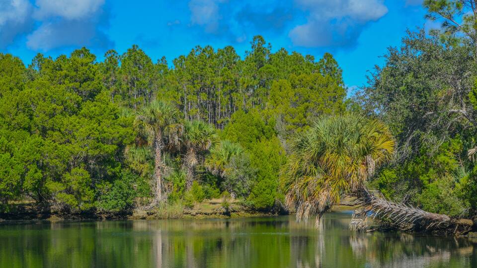 A calm lake surrounded by dense green forest and a clear blue sky.