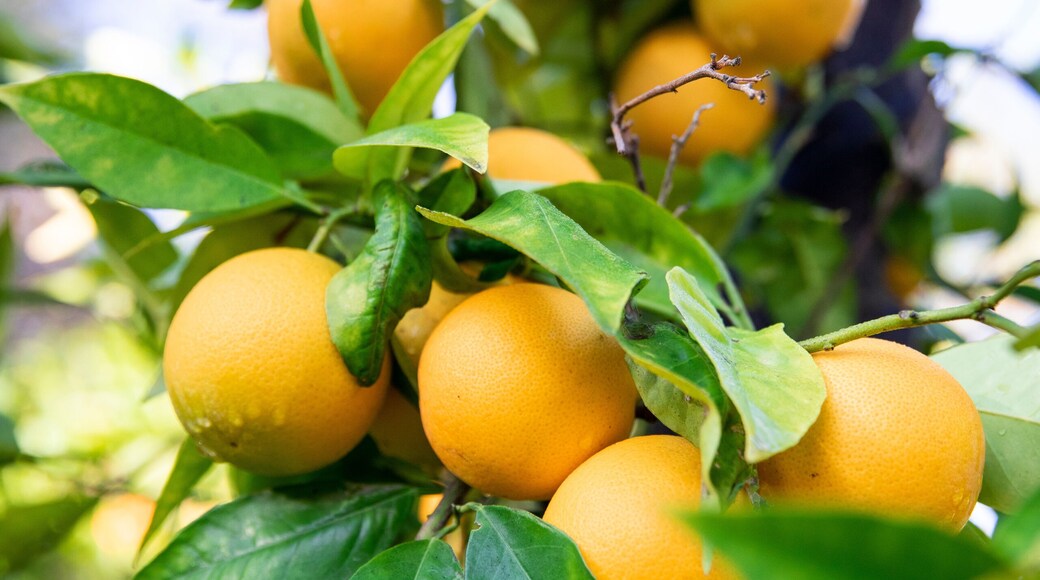 Citrus fruit growing on tree