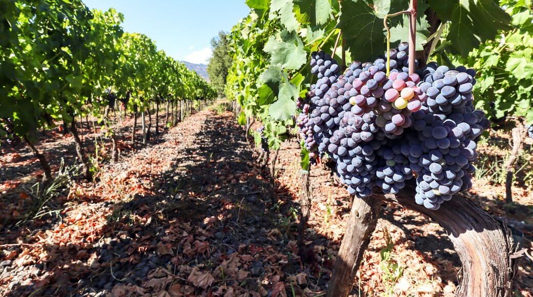 Vineyard with red wine grapes before harvest in a winery near Etna area, wine production in Sicily, Italy Europe