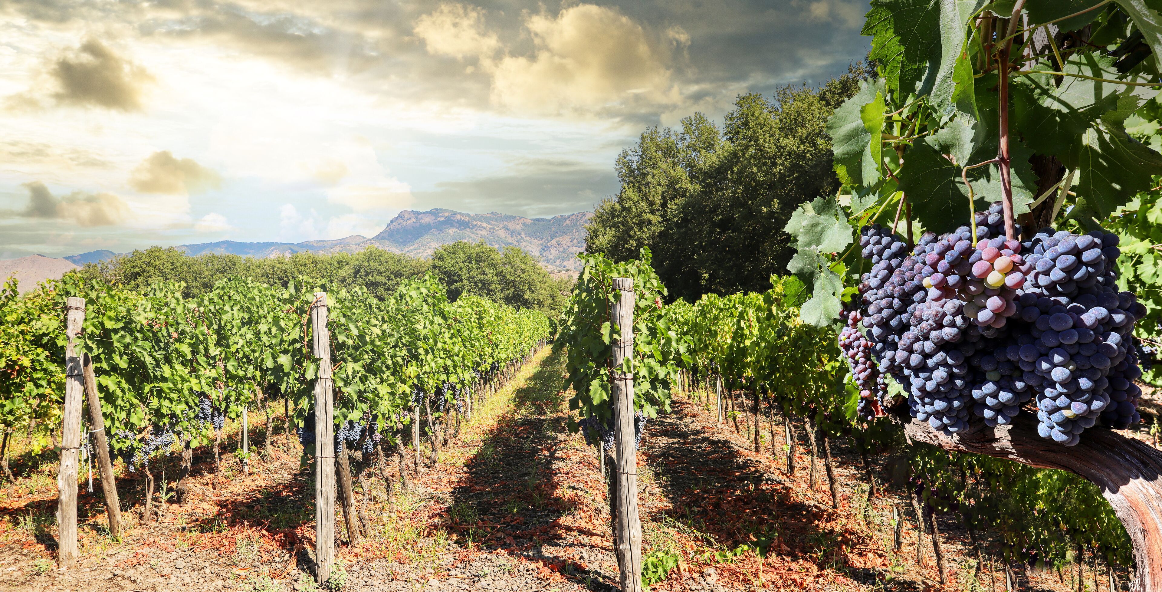 Vineyard with red wine grapes before harvest in a winery near Etna area, wine production in Sicily, Italy Europe
