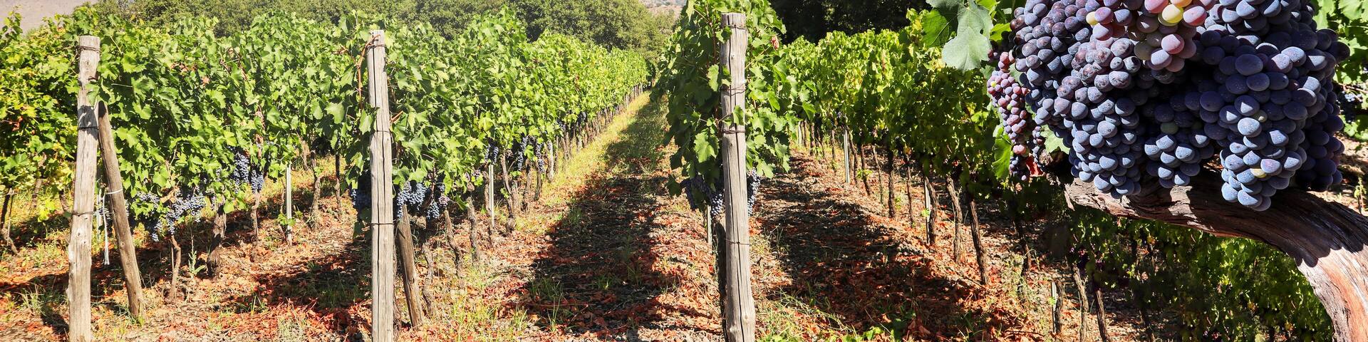 Vineyard with red wine grapes before harvest in a winery near Etna area, wine production in Sicily, Italy Europe