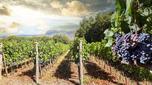 Vineyard with red wine grapes before harvest in a winery near Etna area, wine production in Sicily, Italy Europe