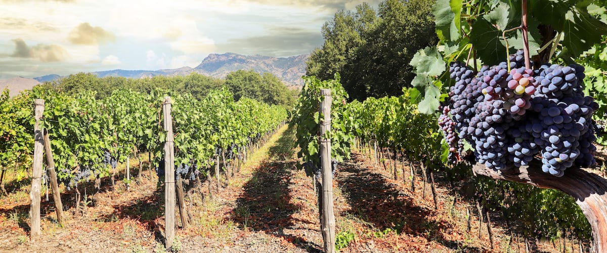 A vineyard with rows of grapevines and a mountain range in the background.