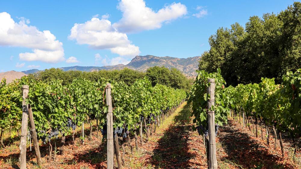 Vineyard with red wine grapes before harvest in a winery near Etna area, wine production in Sicily, Italy Europe