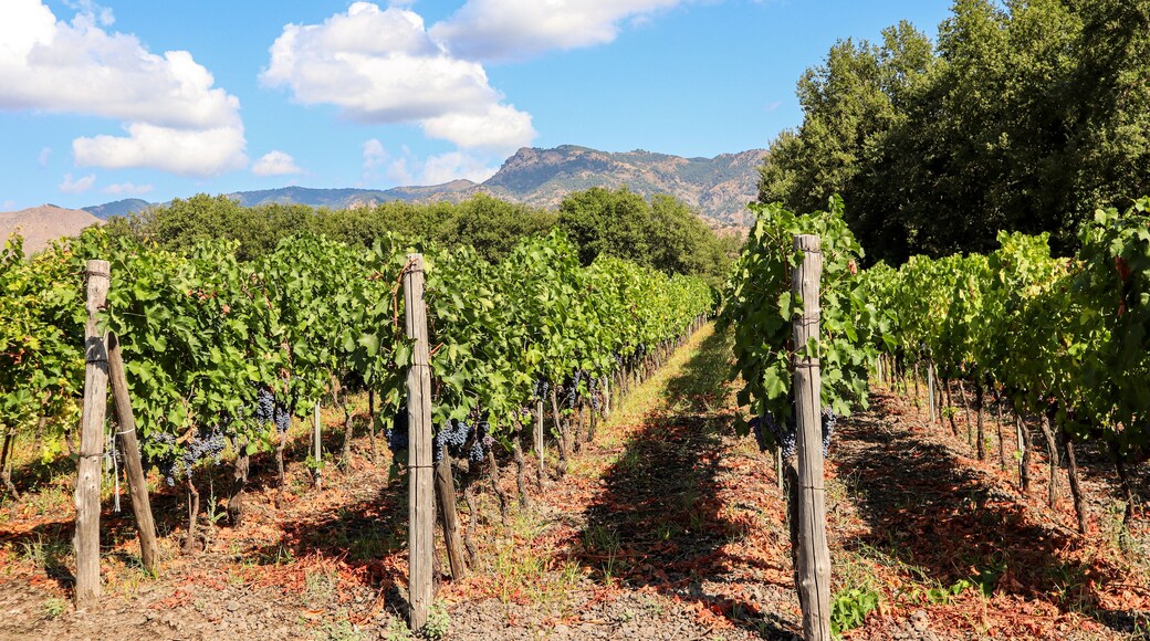 Vineyard with red wine grapes before harvest in a winery near Etna area, wine production in Sicily, Italy Europe