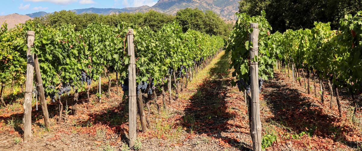 Vineyard with red wine grapes before harvest in a winery near Etna area, wine production in Sicily, Italy Europe