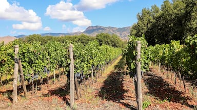 A vineyard with rows of grapevines and mountains in the background.