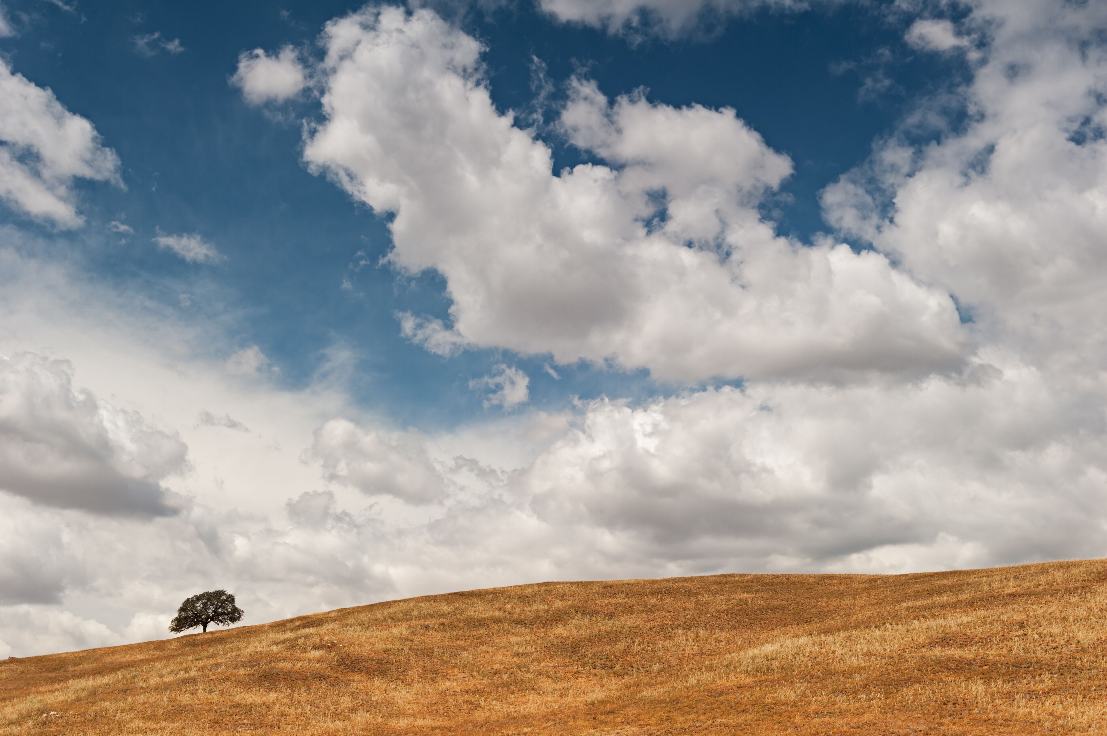 Lone oak tree on rolling hills just outside Yosemite in California
