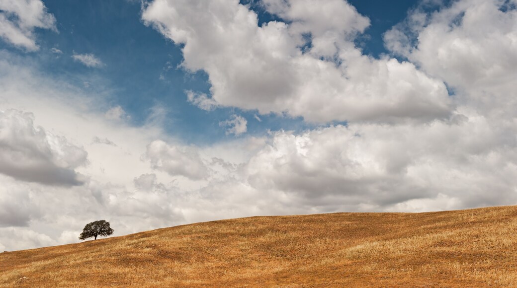 Lone oak tree on rolling hills just outside Yosemite in California