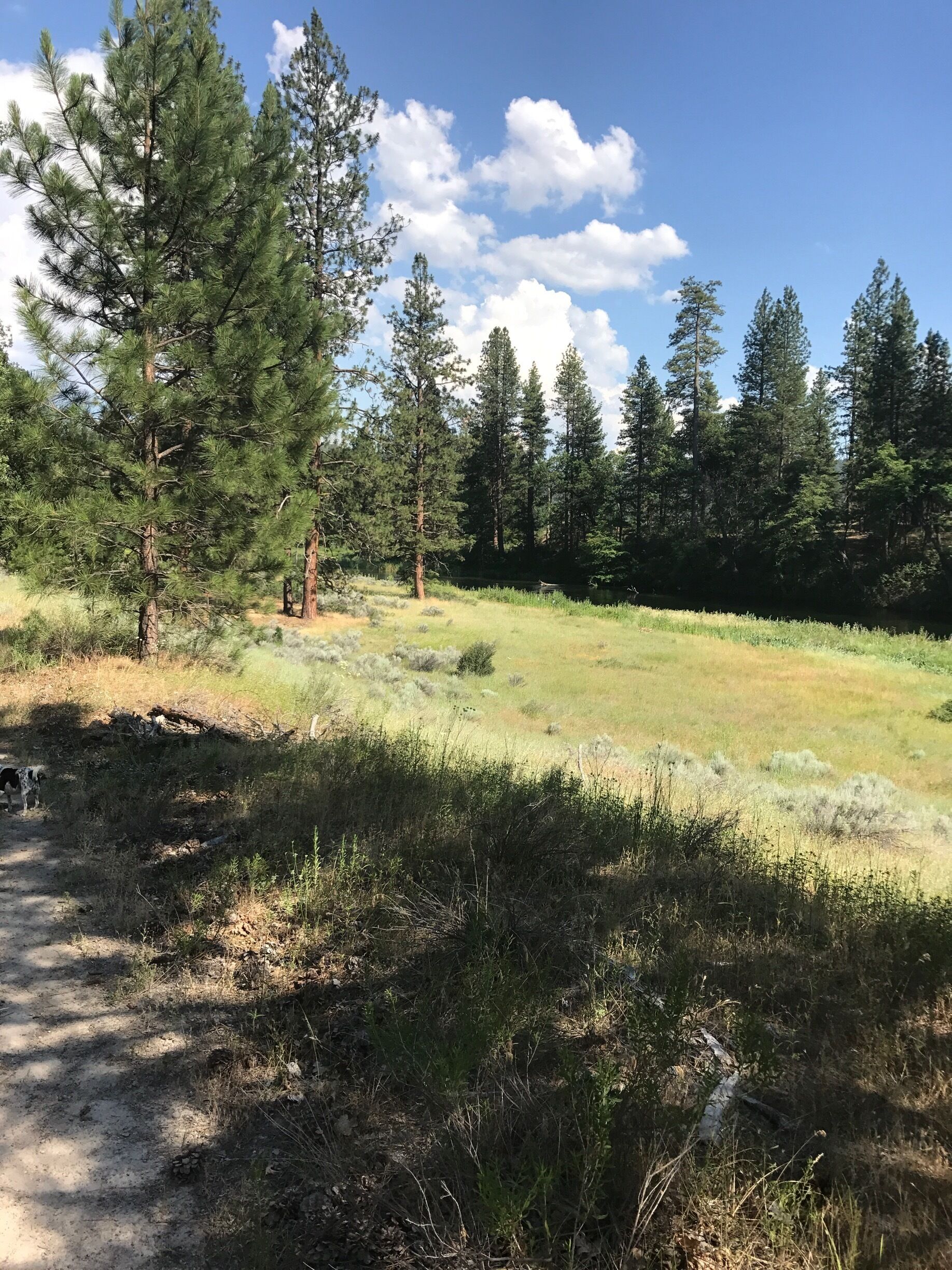 Stopped at the bridge on 299 and picked up the trail here.  The creek is just below to the right 