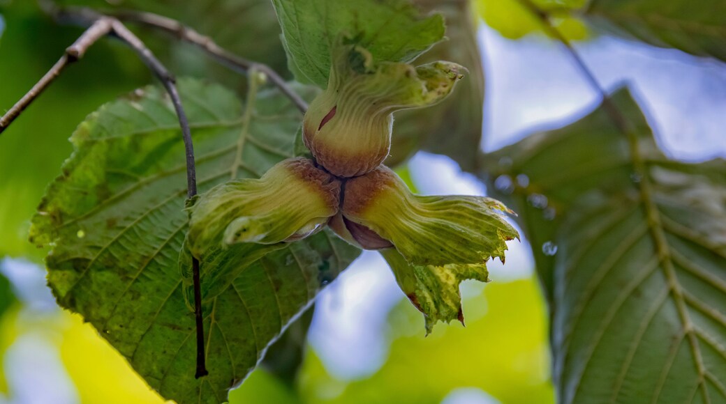 Fresh hazelnuts in their natural shell called "çotanak" in Turkey.