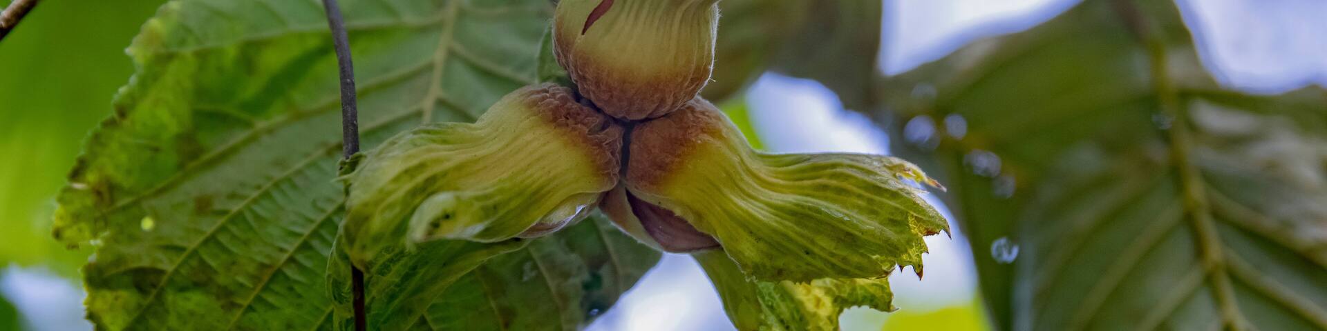 Fresh hazelnuts in their natural shell called "çotanak" in Turkey.