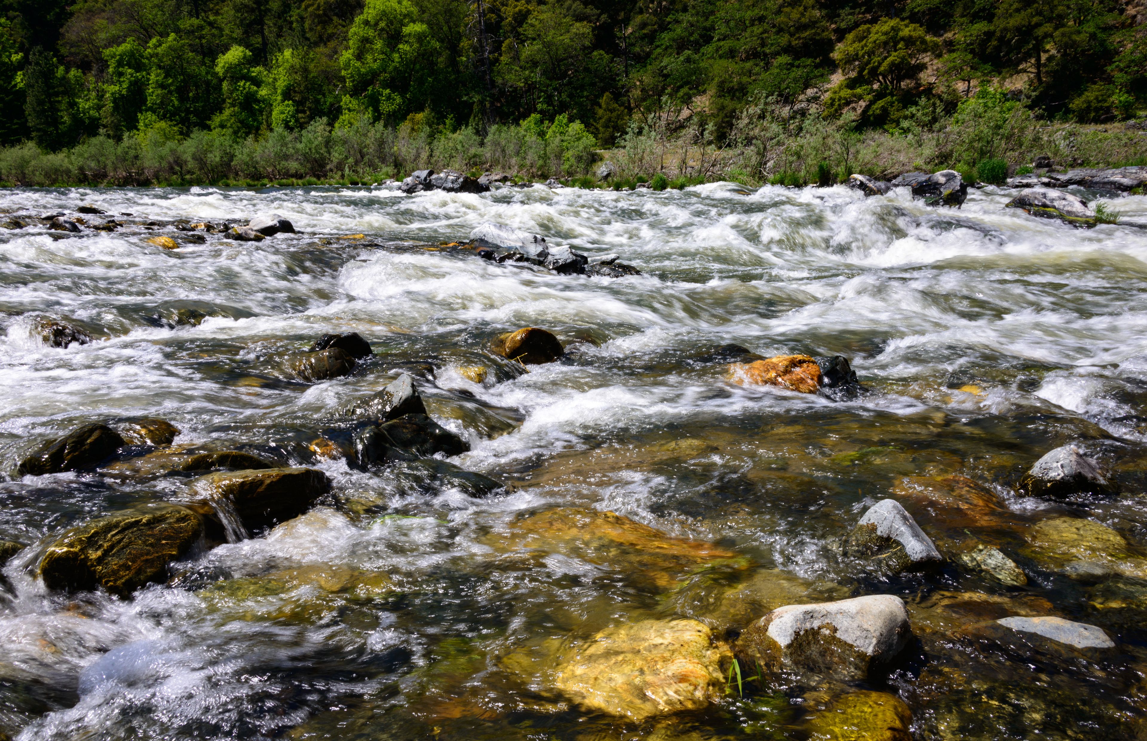 A fast-flowing river with rocks and clear water, surrounded by dense green forest.