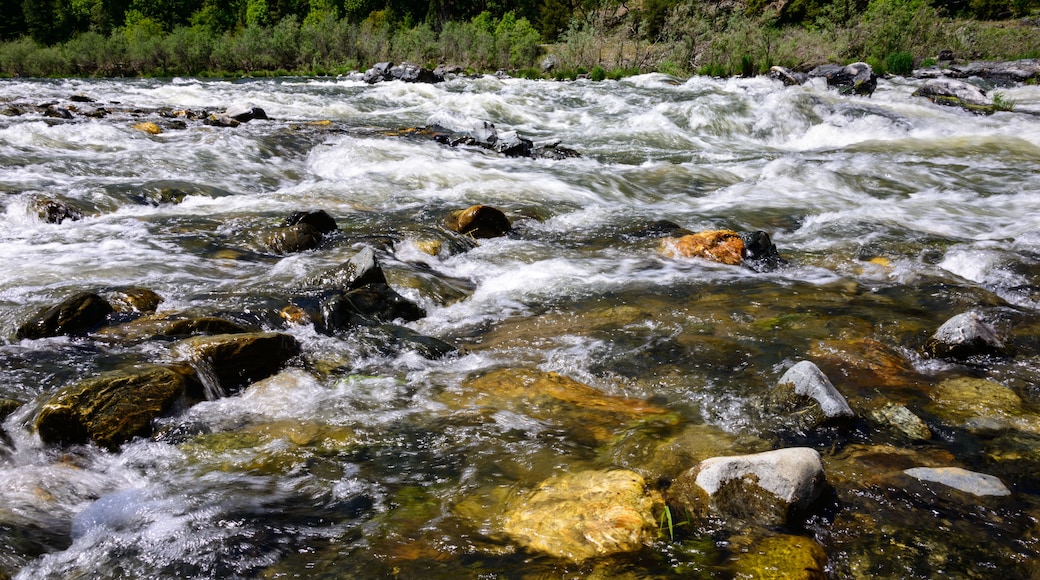 Nopeasti virtaava joki, jossa on kiviä ja kirkasta vettä, ja jonka ympärillä on tiheä, vehreä metsä.
