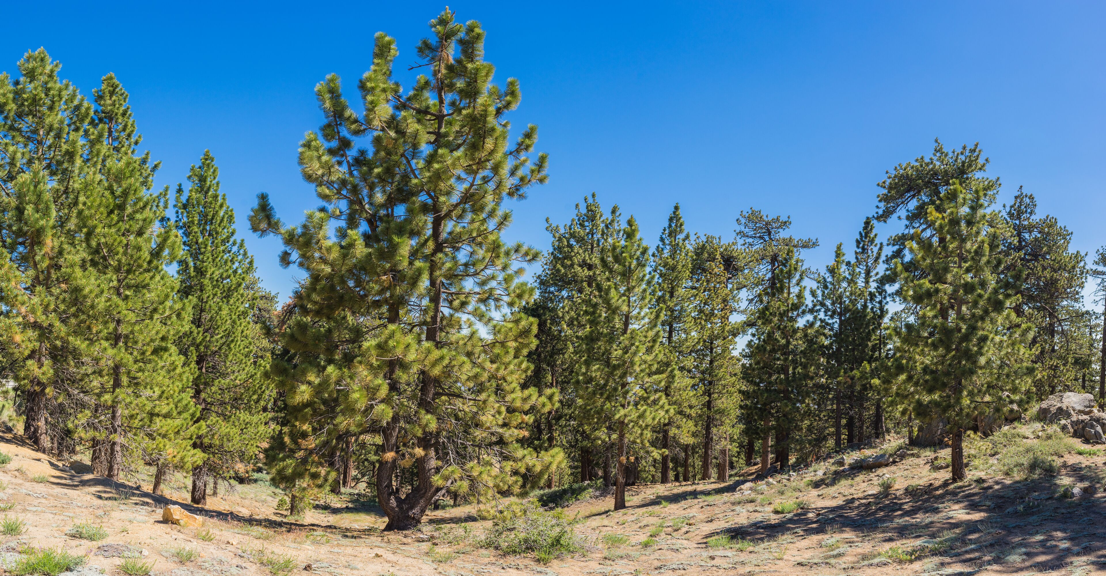 Frazier Park Mountain Pines
