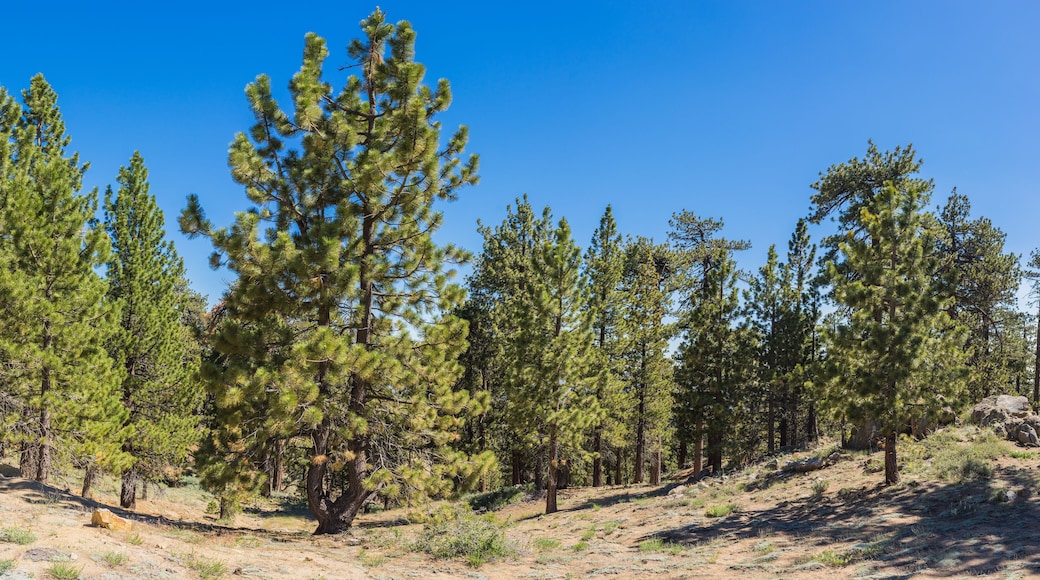 Frazier Park Mountain Pines