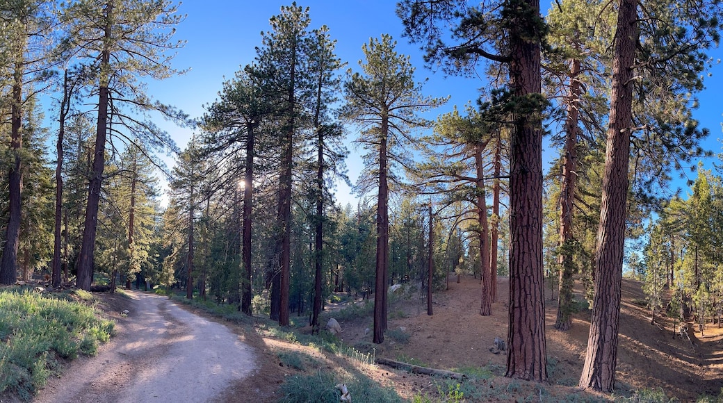 Forest Panorama, Mount Pinos, Los Padres National Forest