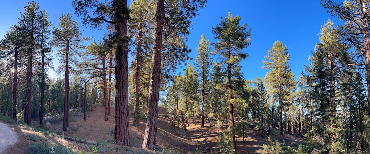 Forest Panorama, Mount Pinos, Los Padres National Forest