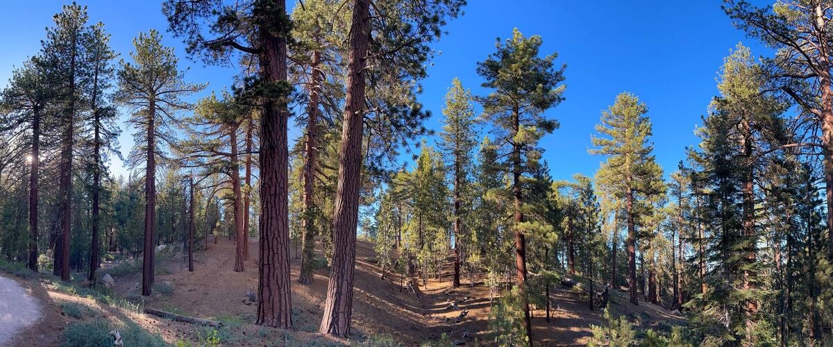 Forest Panorama, Mount Pinos, Los Padres National Forest