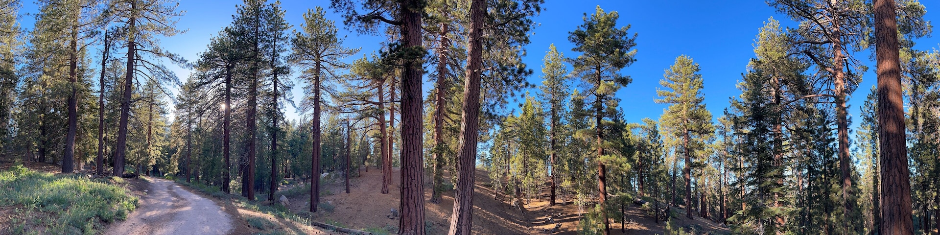 Forest Panorama, Mount Pinos, Los Padres National Forest