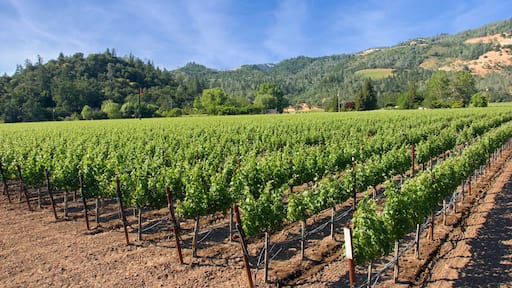 フレンチ ガルチ