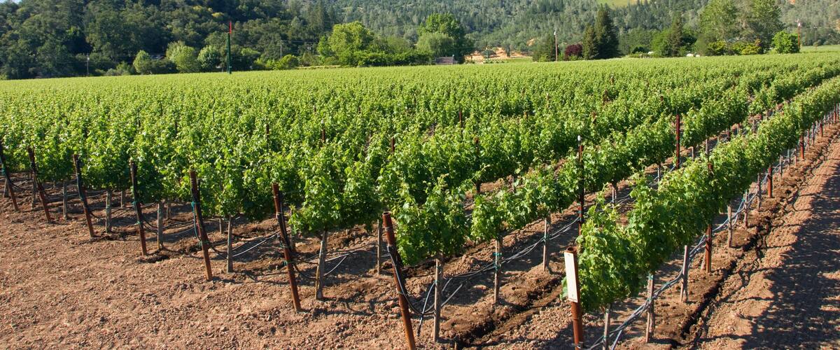 A vineyard with rows of grapevines against a backdrop of hills and a clear blue sky.