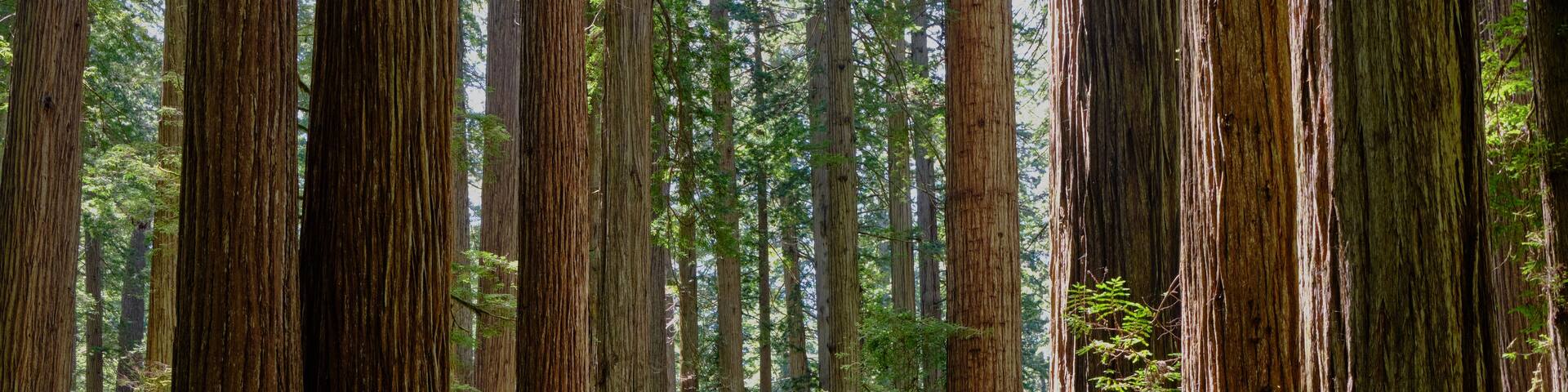 A dense forest of tall, straight trees with a clear sky above.