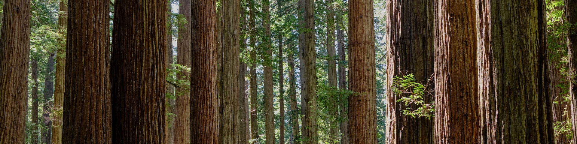 Ein dichter Wald mit hohen, geraden Bäumen und einem klaren Himmel.