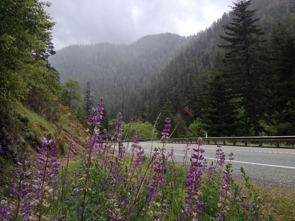Stunning hills, fog and lupins while waiting for my bike tour mate to catch up. 

#troveon 
Bike Tour Sky Drama
We're on a 1000 mile, musical bike tour from Bellingham, WA to San Francisco, CA.
 Go to facebook.com/bellow.wing.strangely for more info. 
#biketour
#bellowwingstrangely 