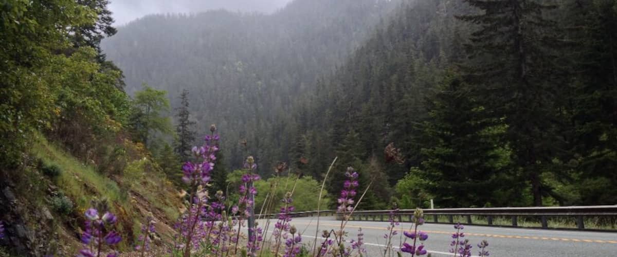Stunning hills, fog and lupins while waiting for my bike tour mate to catch up. 
#troveon 
Bike Tour Sky Drama
We're on a 1000 mile, musical bike tour from Bellingham, WA to San Francisco, CA.
 Go to facebook.com/bellow.wing.strangely for more info. 
#biketour
#bellowwingstrangely