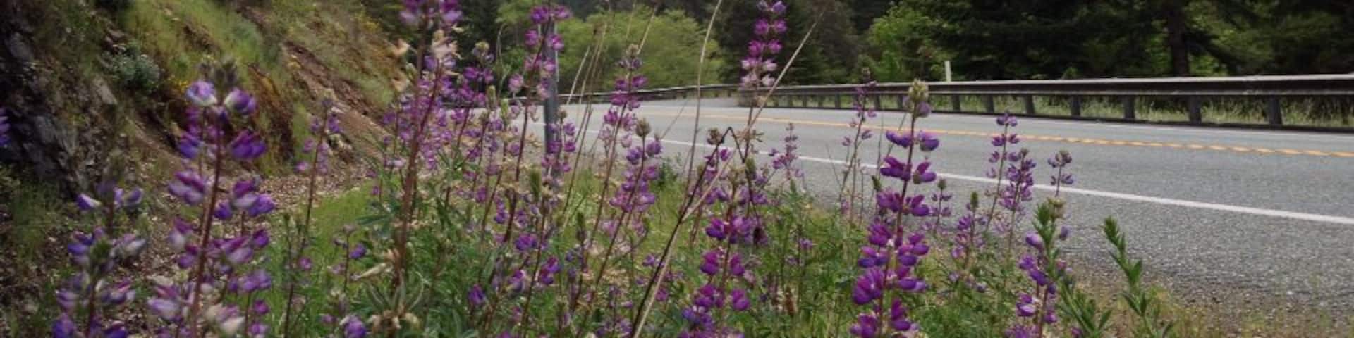 Stunning hills, fog and lupins while waiting for my bike tour mate to catch up.
#troveon
Bike Tour Sky Drama
We're on a 1000 mile, musical bike tour from Bellingham, WA to San Francisco, CA.
Go to facebook.com/bellow.wing.strangely for more info.
#biketour
#bellowwingstrangely