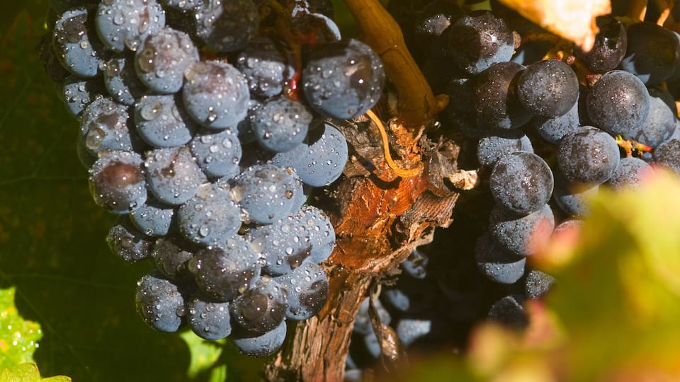 A bunch of grapes with water droplets on them, hanging from a vine.