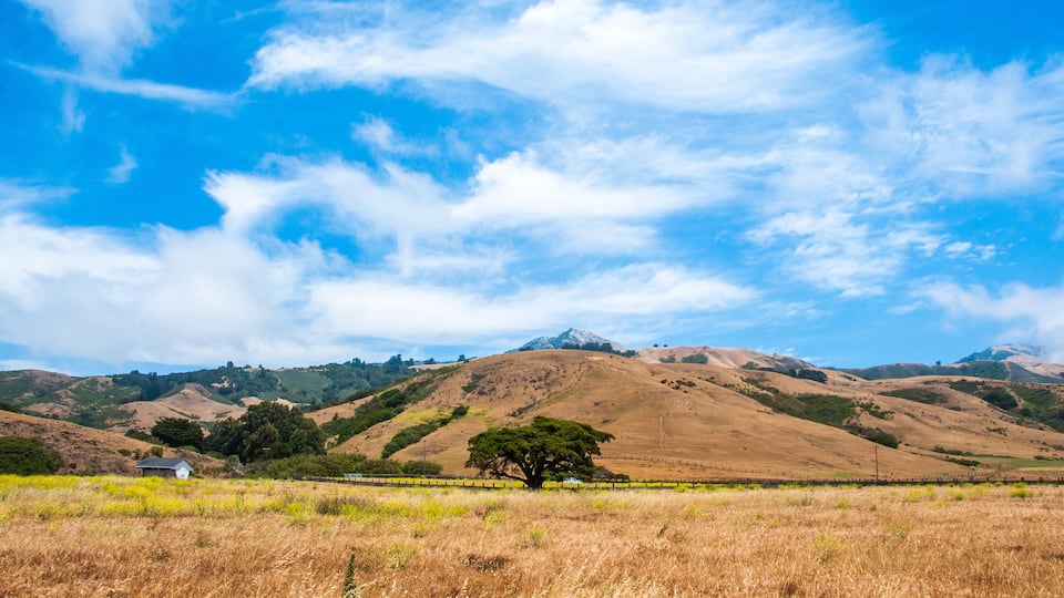 A grassy field with a lone tree, rolling hills, and a mountain in the background.