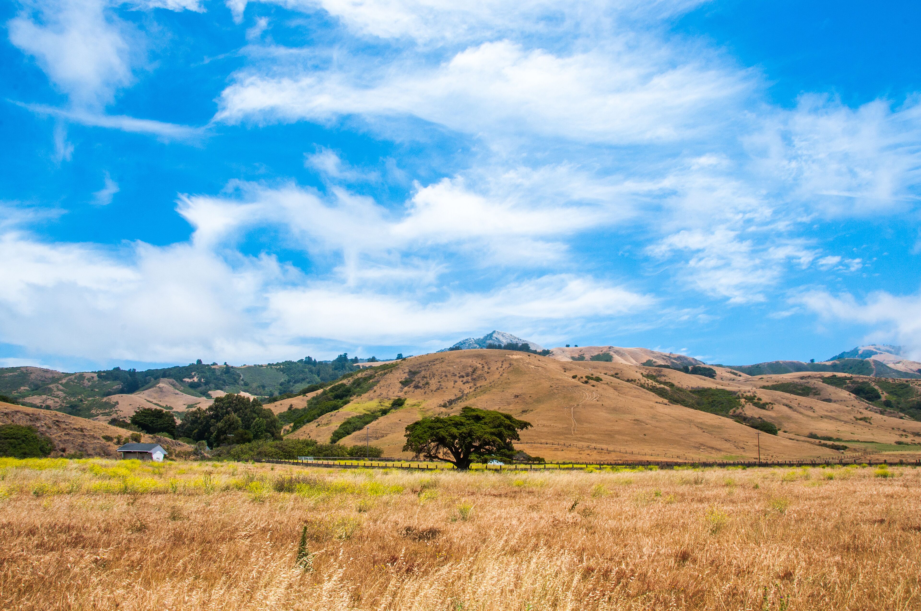 A grassy field with a lone tree, rolling hills, and a mountain in the background.