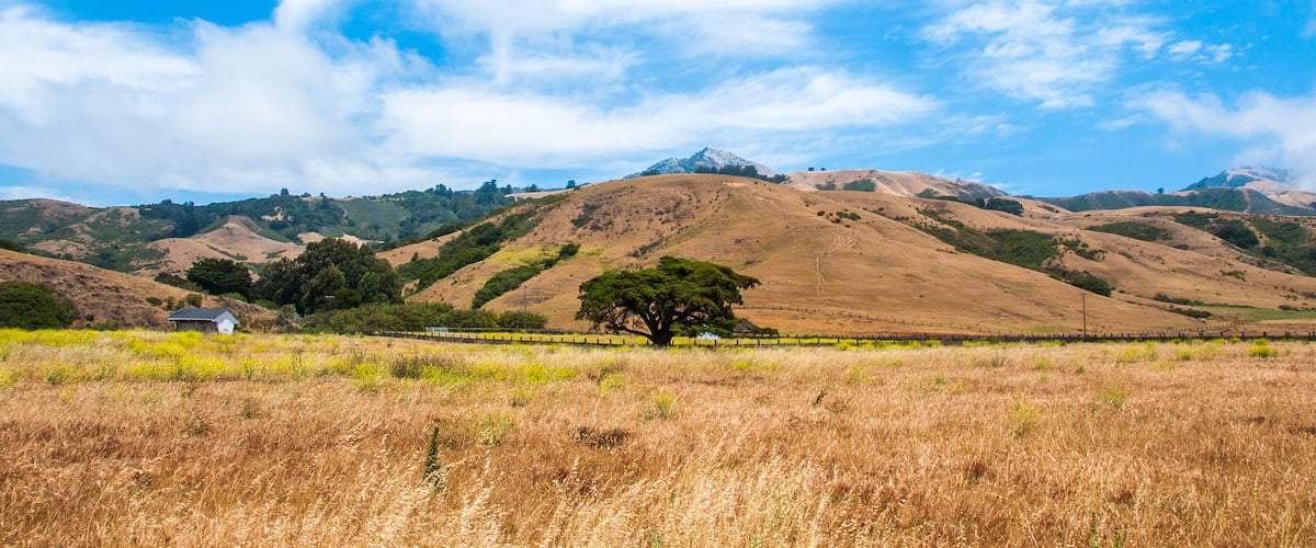 A grassy field with a lone tree, rolling hills, and a mountain in the background.