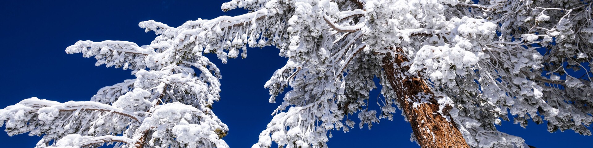 Árboles cubiertos de nieve contra un cielo azul despejado.
