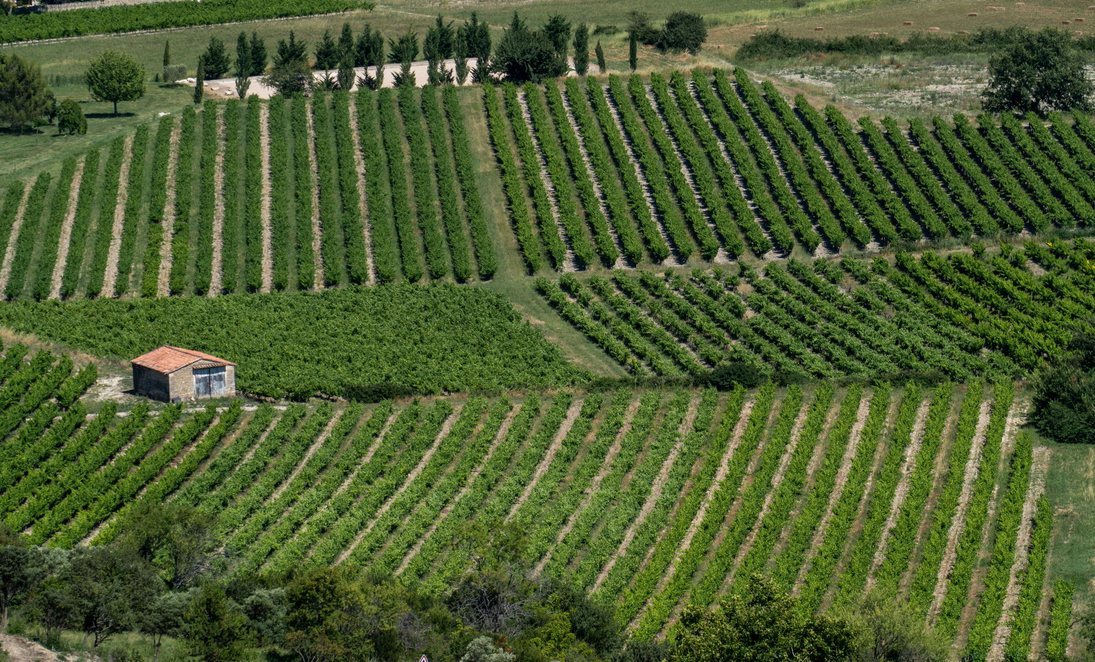Un vignoble avec des rangées de vignes et un petit bâtiment.