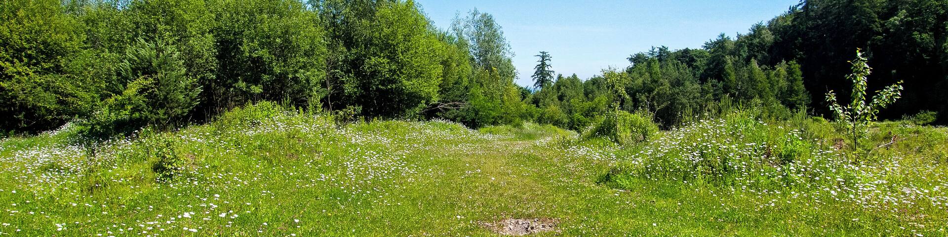 Naturschutzgebiet „Alter Steinbruch Liekwegen“ (NSG HA 212), Landkreis Schaumburg