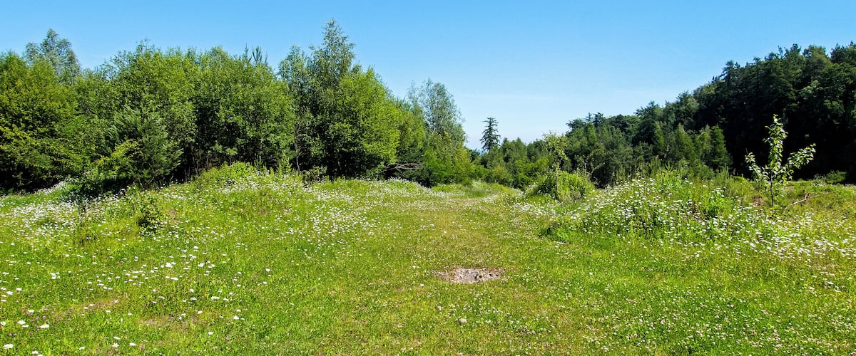 A meadow with white flowers and green grass, surrounded by dense trees.