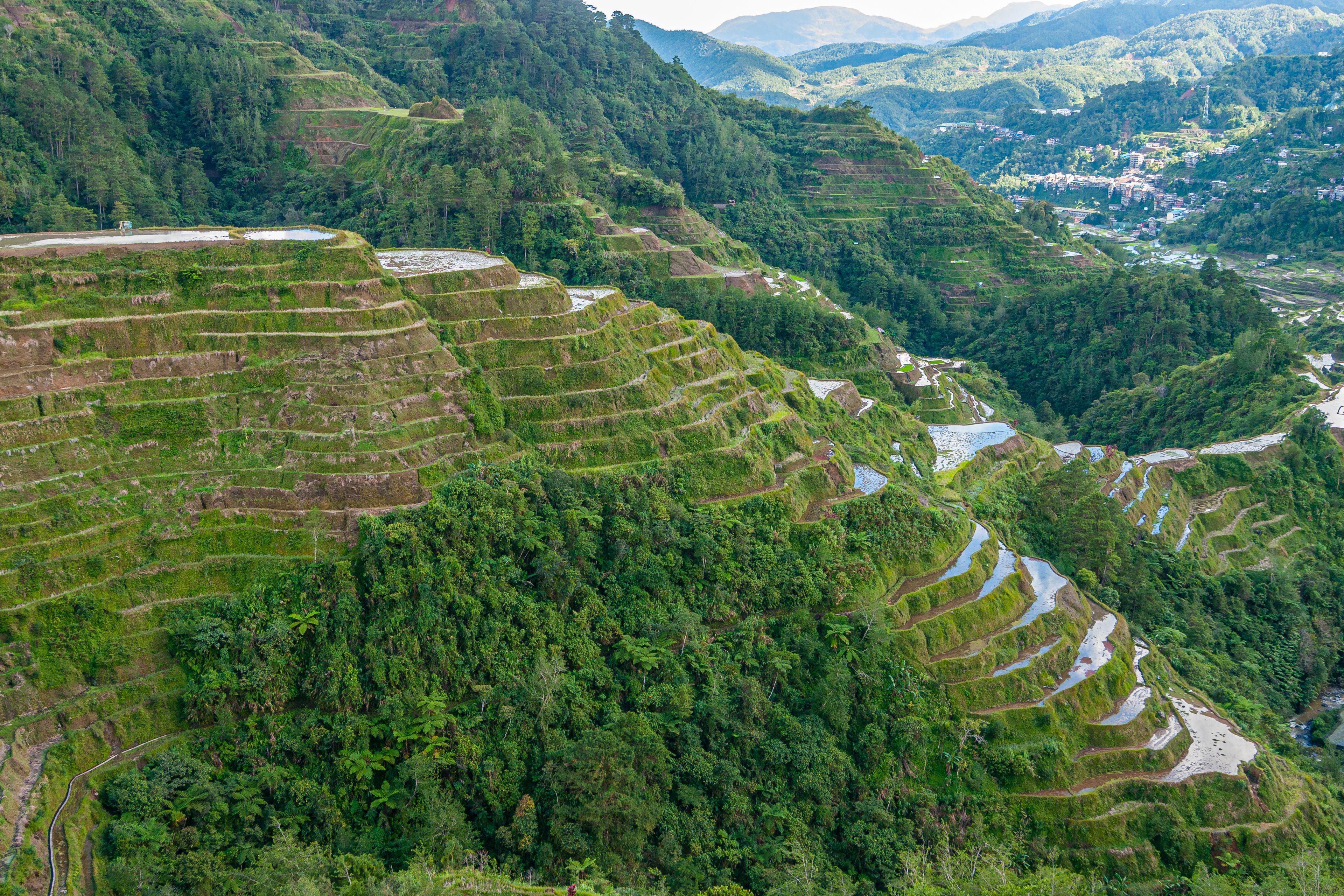 Campos de arroz escalonados, bosque denso y un río sinuoso.