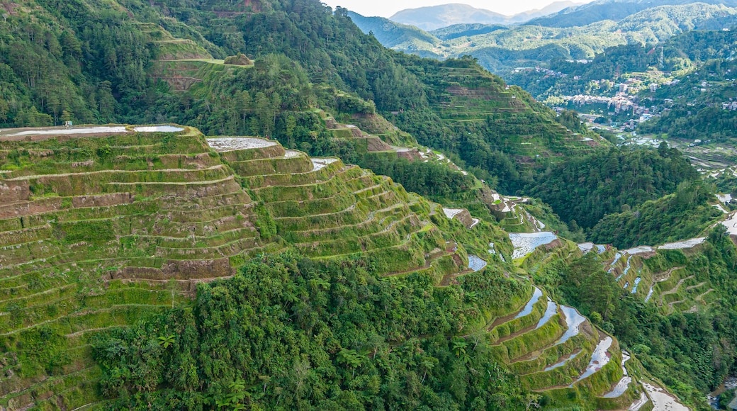 Campos de arroz escalonados, bosque denso y un río sinuoso.