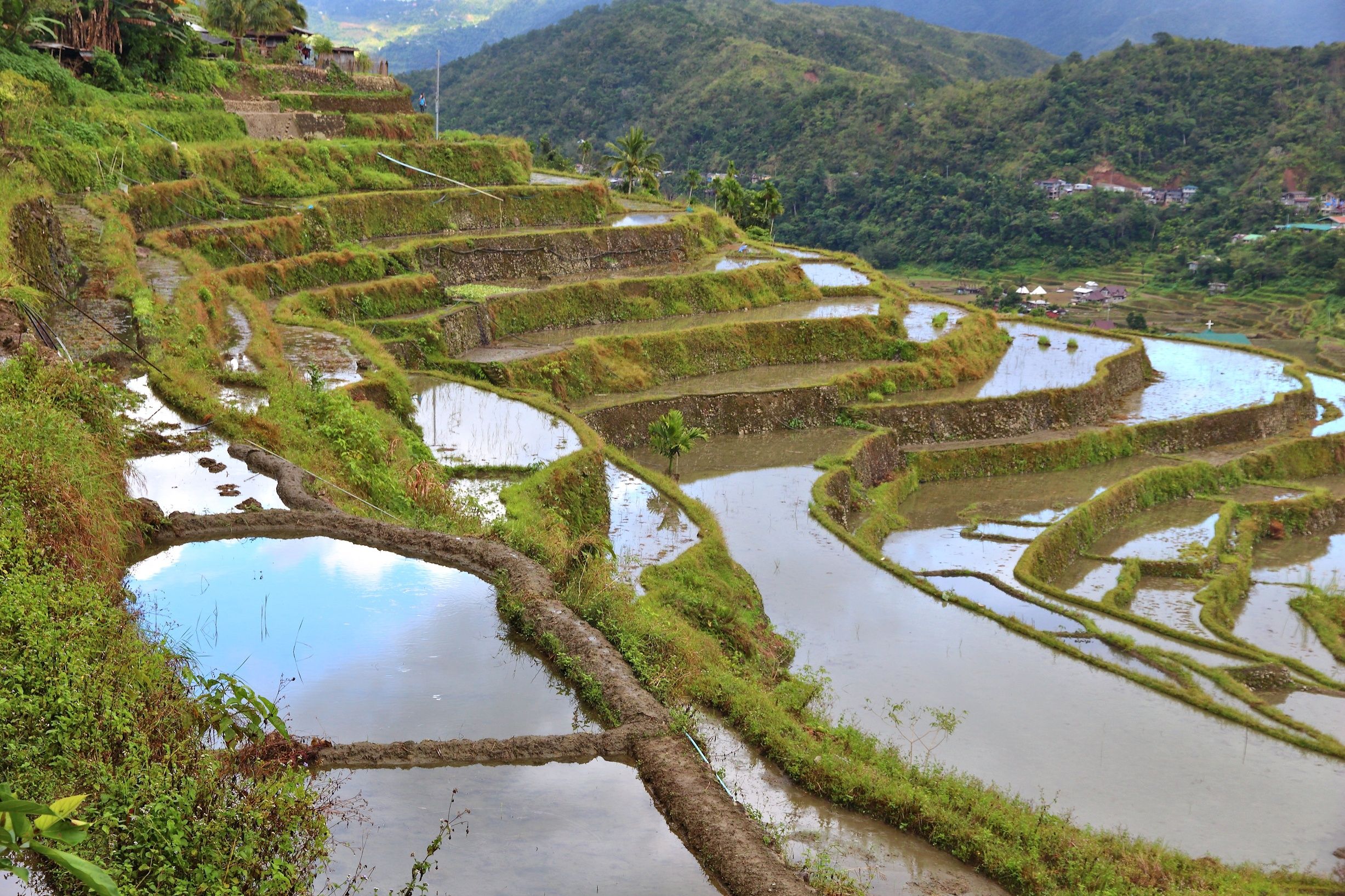 Campos de arroz escalonados con canales de agua, abundante vegetación y casas lejanas en una ladera.