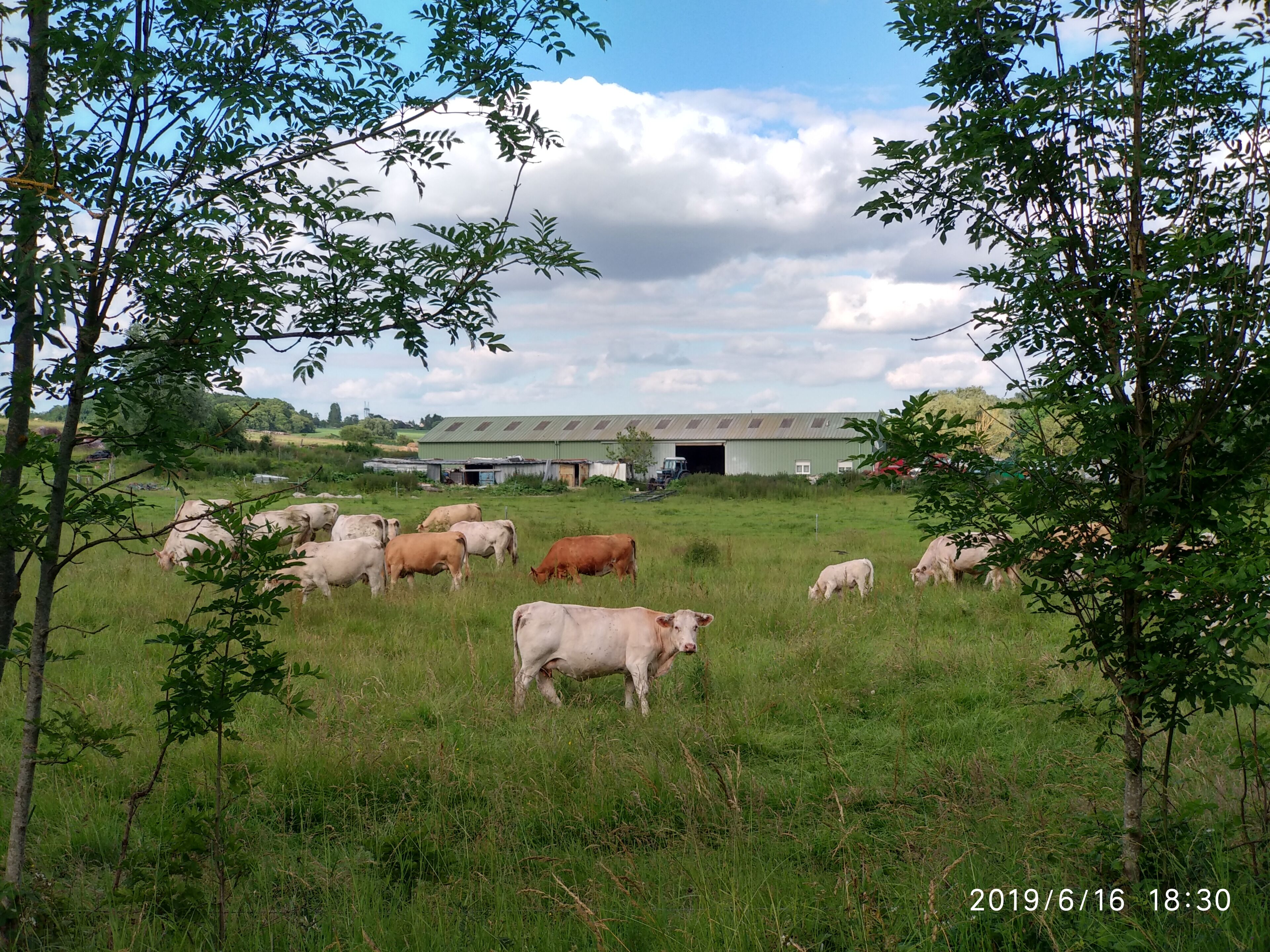 Staring at me, Otis, barnyard