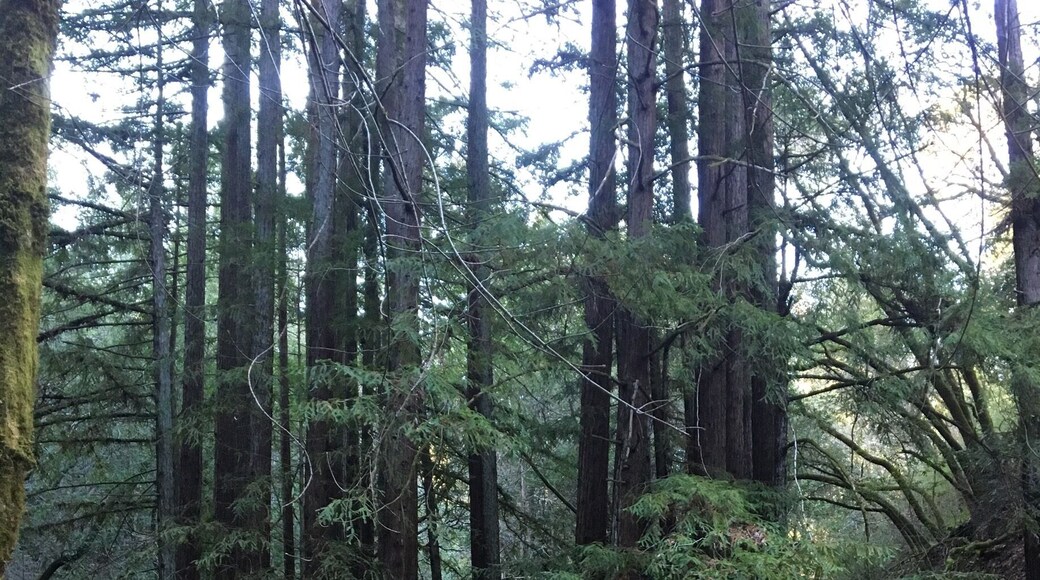 Took a walk in the redwoods today. Dawn Falls Trail has a lot to offer. The trail runs creekside most of the way with access to connector trails to neighboring Kings Mountain and Blithedale Open Space Parks as well as the Marin Water District and Mount Tamalpais State Park. Hundreds of miles of trails!
#HikingTheGlobe
#Hiking
#Redwoods