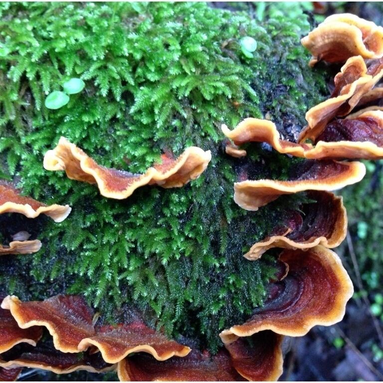 Fungi on the trail during a rain hike.  #forest #green #trees #river