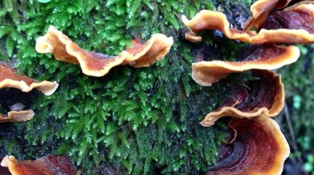 Fungi on the trail during a rain hike. #forest #green #trees #river