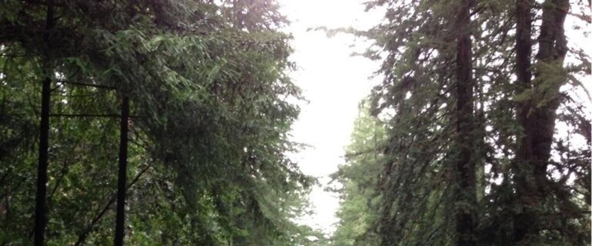A two-lane road flanked by dense evergreen trees.