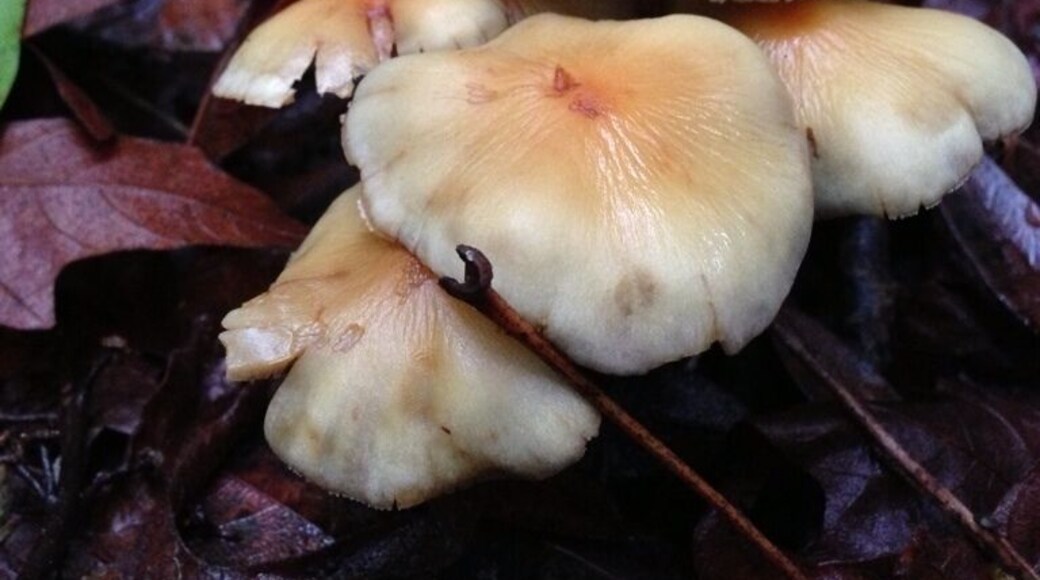 There are so many different kinds of wild mushrooms here. I think I found a new hobby. :) #hiking #forest #nature