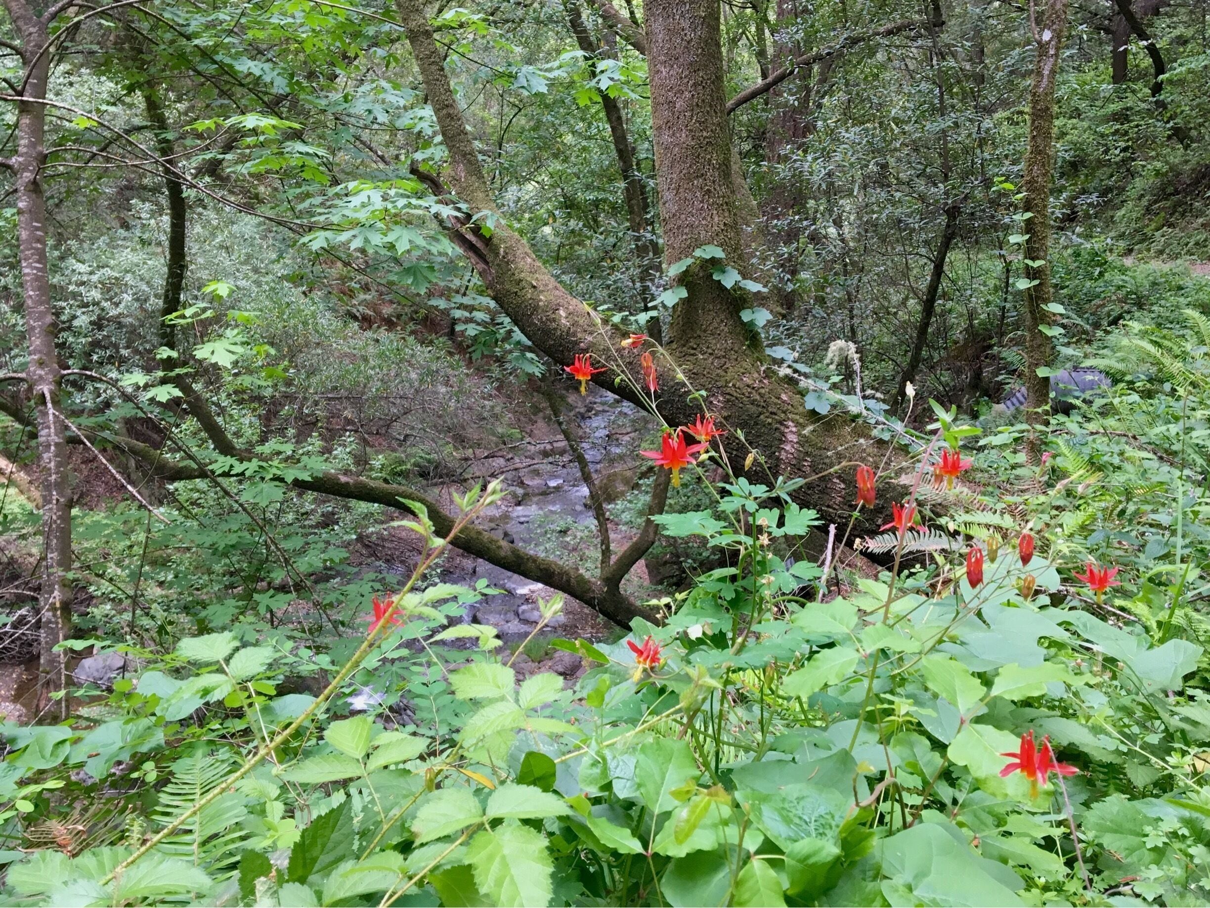 Such a peaceful walk through Devil's Gulch in Samuel P Taylor State Park. This trail roughly runs creekside and loads of wildflowers. It's also a breeding stream for coho salmon and steelhead trout.
#Hiking #Green #Springfun